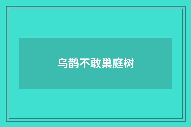 乌鹊不敢巢庭树