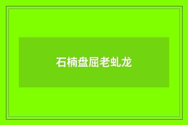 石楠盘屈老虬龙