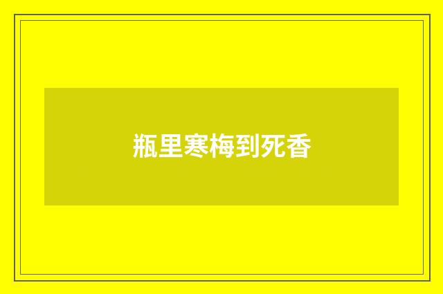 瓶里寒梅到死香