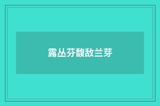 露丛芬馥敌兰芽