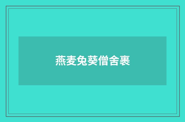 燕麦兔葵僧舍裹