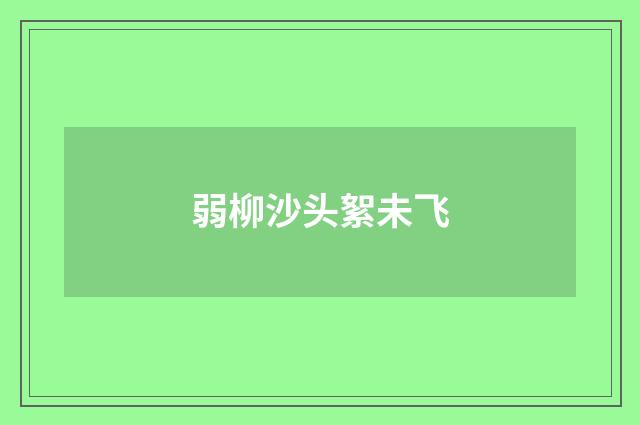 弱柳沙头絮未飞