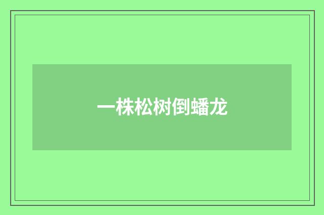 一株松树倒蟠龙