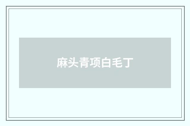 麻头青项白毛丁