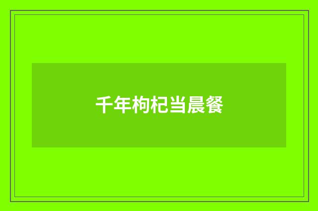 千年枸杞当晨餐