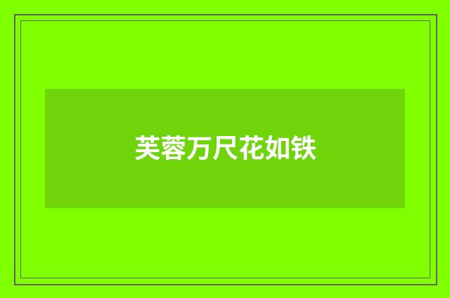 芙蓉万尺花如铁