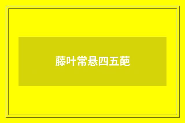 藤叶常悬四五葩