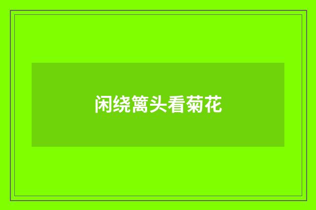 闲绕篱头看菊花