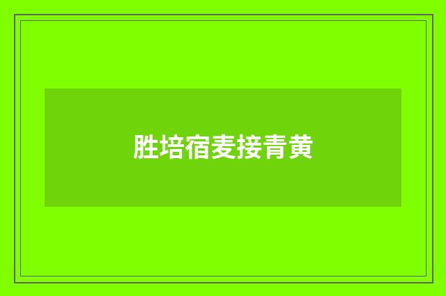 胜培宿麦接青黄