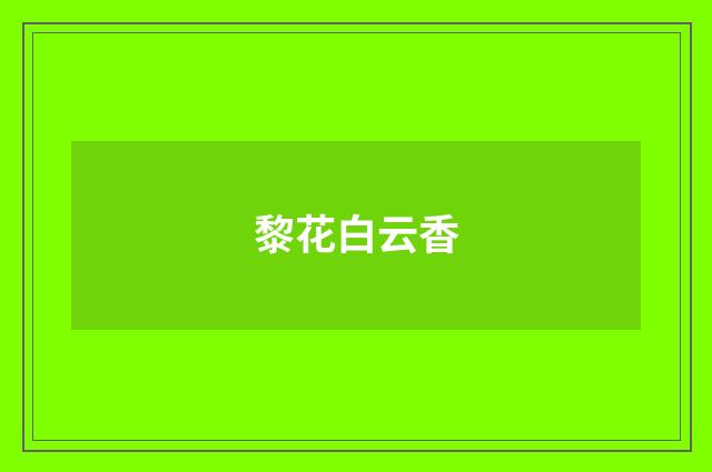 黎花白云香