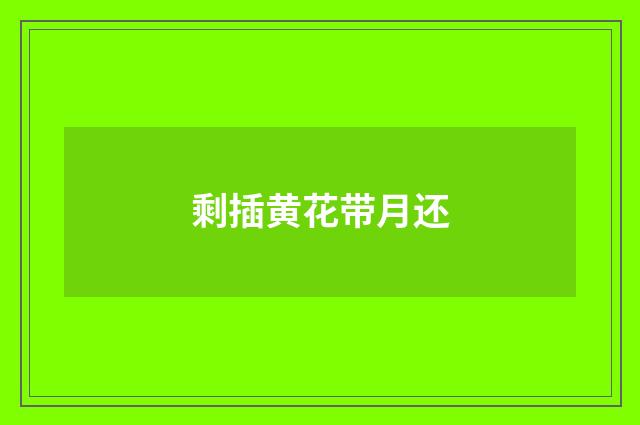 剩插黄花带月还