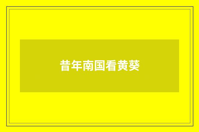 昔年南国看黄葵