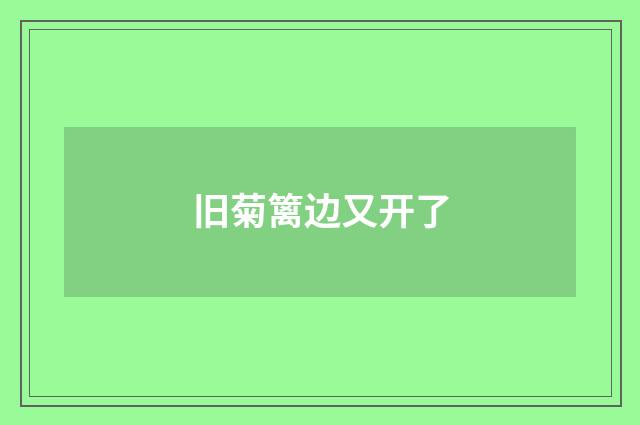 旧菊篱边又开了