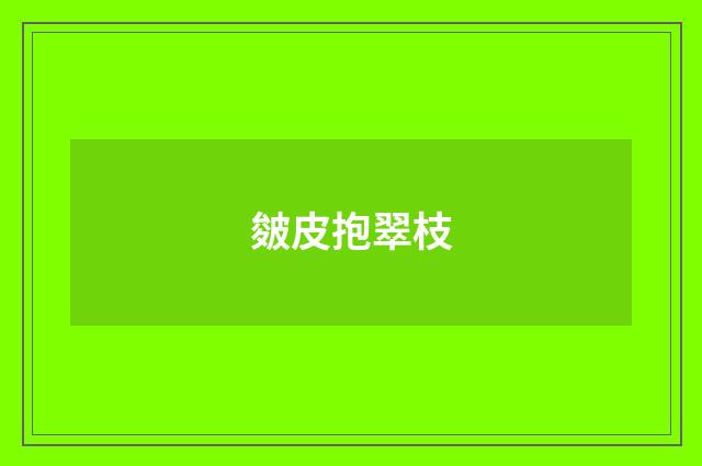 皴皮抱翠枝