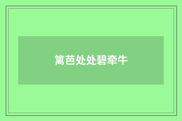 篱芭处处碧牵牛