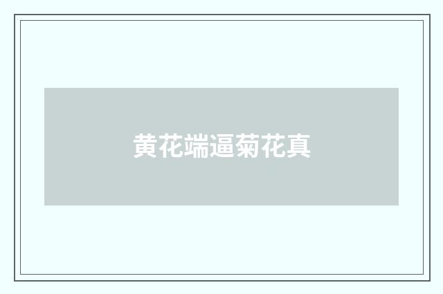 黄花端逼菊花真