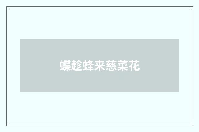 蝶趁蜂来慈菜花