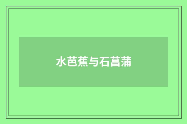 水芭蕉与石菖蒲