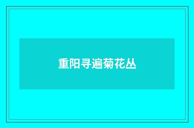 重阳寻遍菊花丛