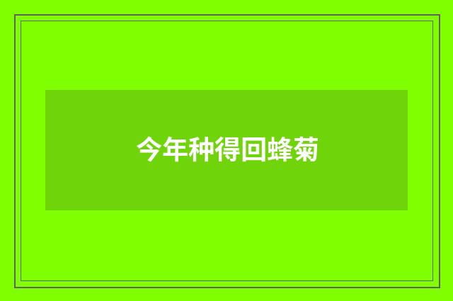 今年种得回蜂菊
