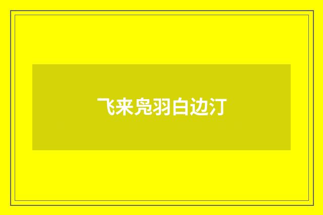 飞来凫羽白边汀