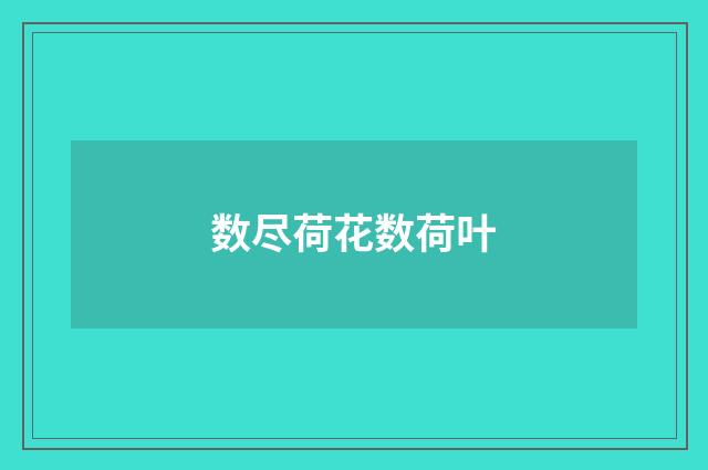 数尽荷花数荷叶