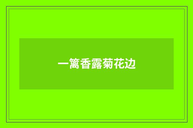 一篱香露菊花边