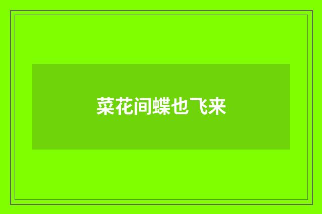 菜花间蝶也飞来