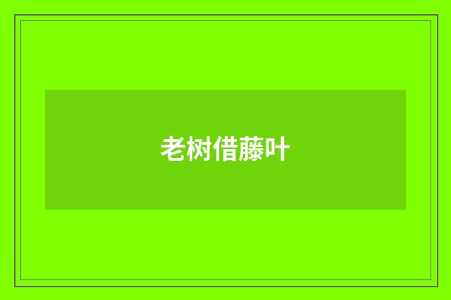 老树借藤叶