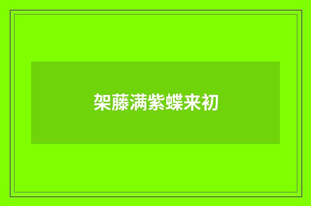 架藤满紫蝶来初