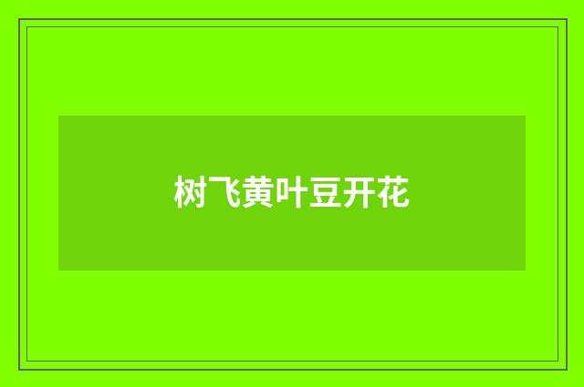 树飞黄叶豆开花