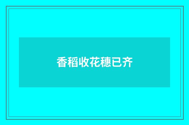香稻收花穗已齐