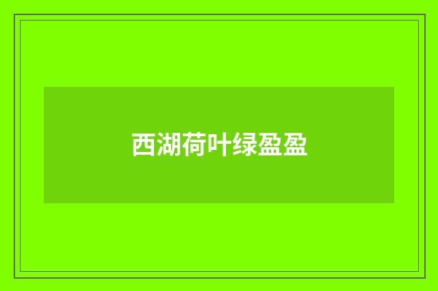 西湖荷叶绿盈盈