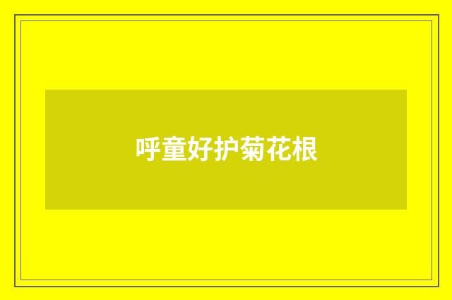 呼童好护菊花根