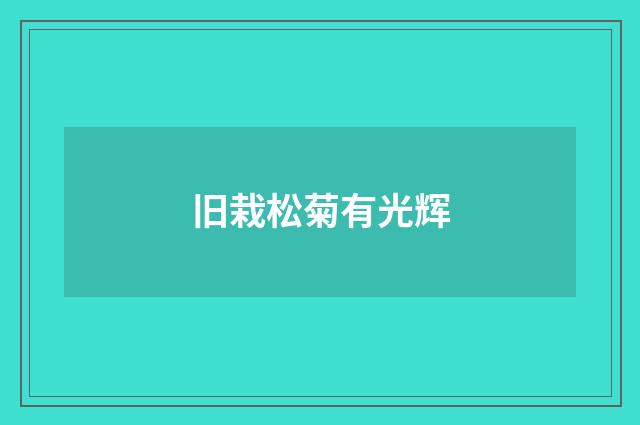 旧栽松菊有光辉