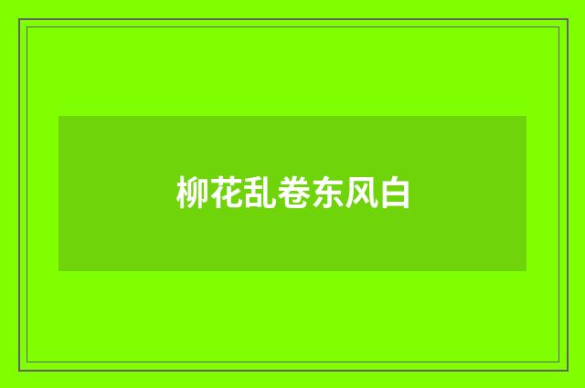 柳花乱卷东风白