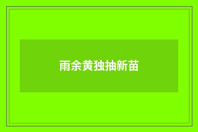 雨余黄独抽新苗