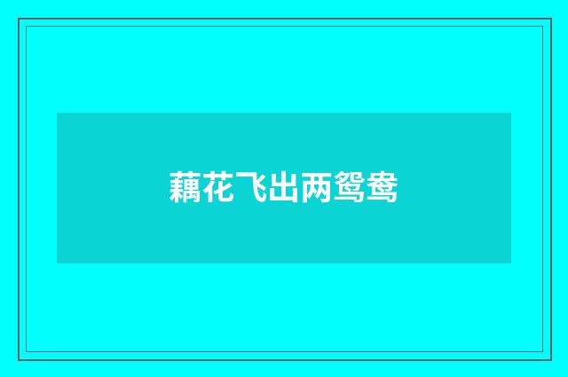 藕花飞出两鸳鸯