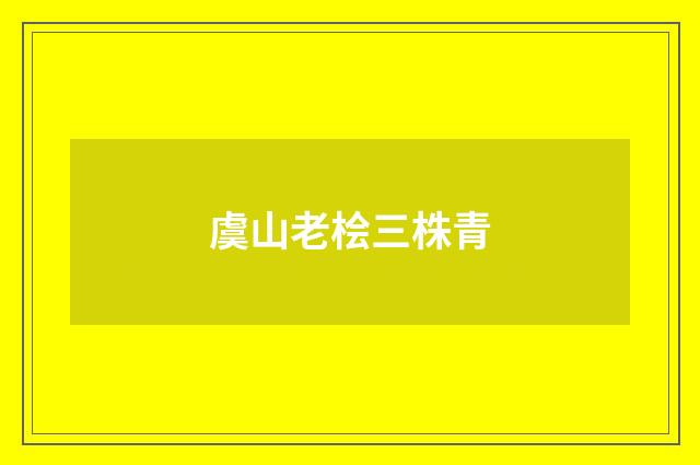 虞山老桧三株青