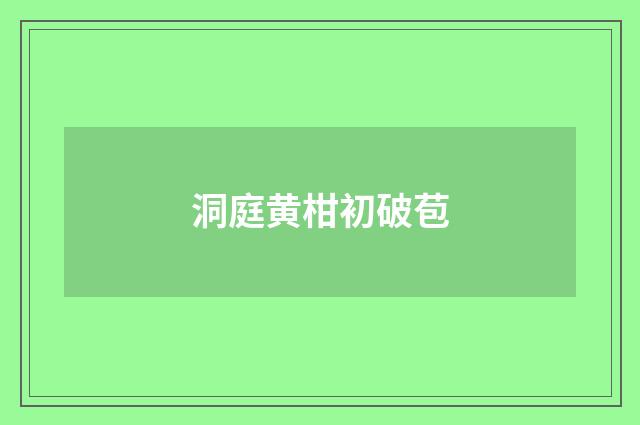 洞庭黄柑初破苞