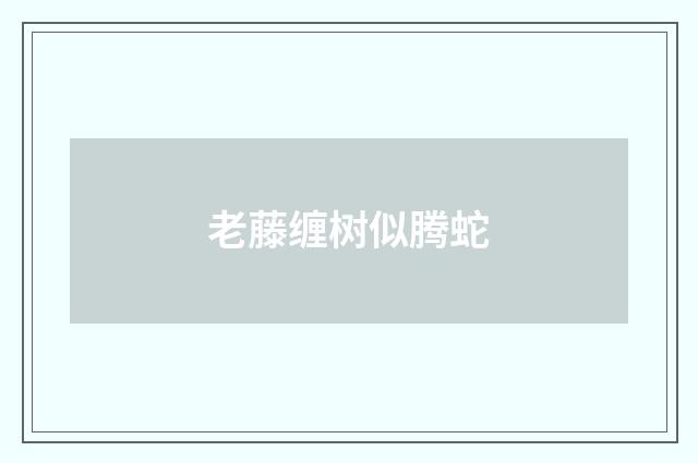 老藤缠树似腾蛇