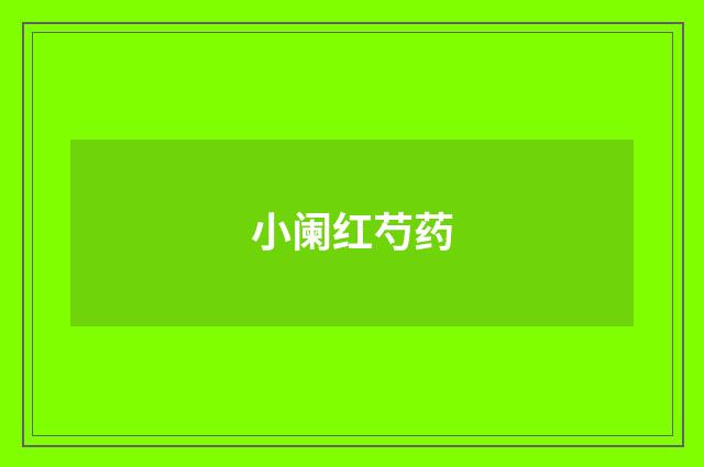 小阑红芍药