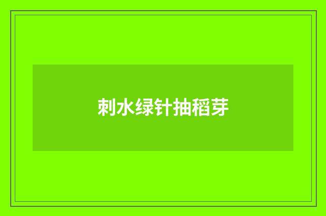 刺水绿针抽稻芽