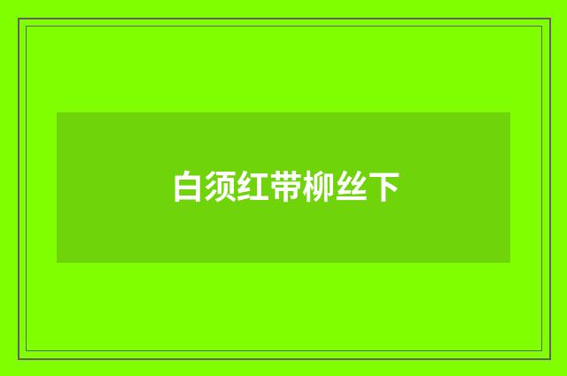 白须红带柳丝下