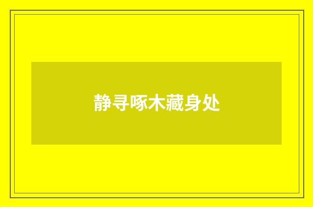 静寻啄木藏身处
