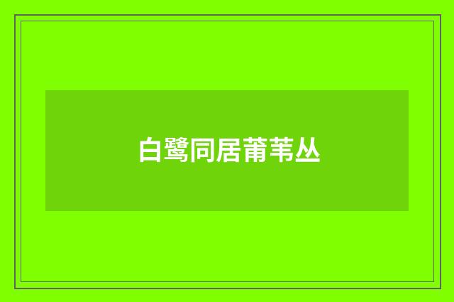 白鹭同居莆苇丛