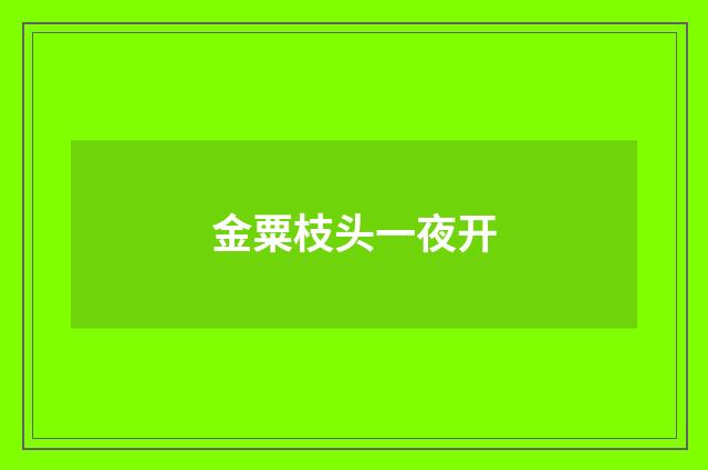 金粟枝头一夜开
