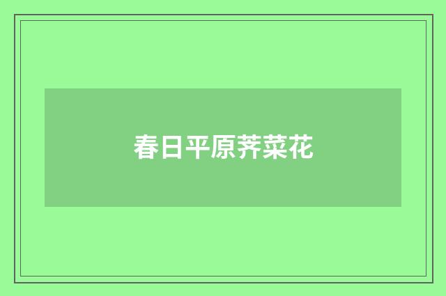 春日平原荠菜花