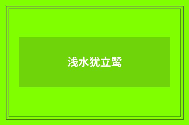 浅水犹立鹭