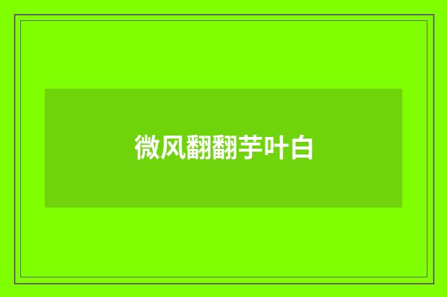 微风翻翻芋叶白